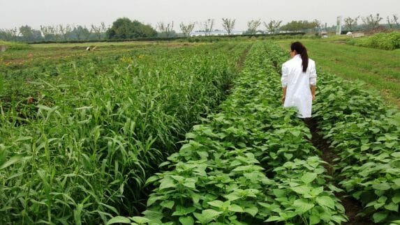 Woman walking through a field