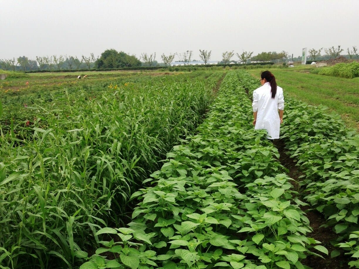 Woman walking through a field