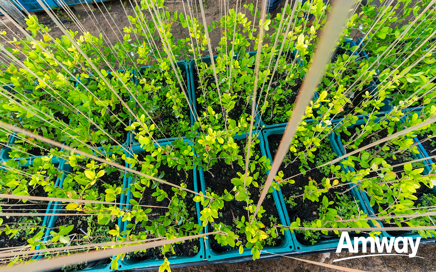 Green plants