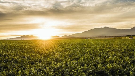 The sun rises on an alfalfa field at Nutrilite's Rancho El Petacal. Our farm in southwestern Mexico has an ideal growing climate with plenty of sunshine and rainfall - the perfect conditions for growing nutrient-rich plants for existing Nutrilite products, and for growing test plots for research.
