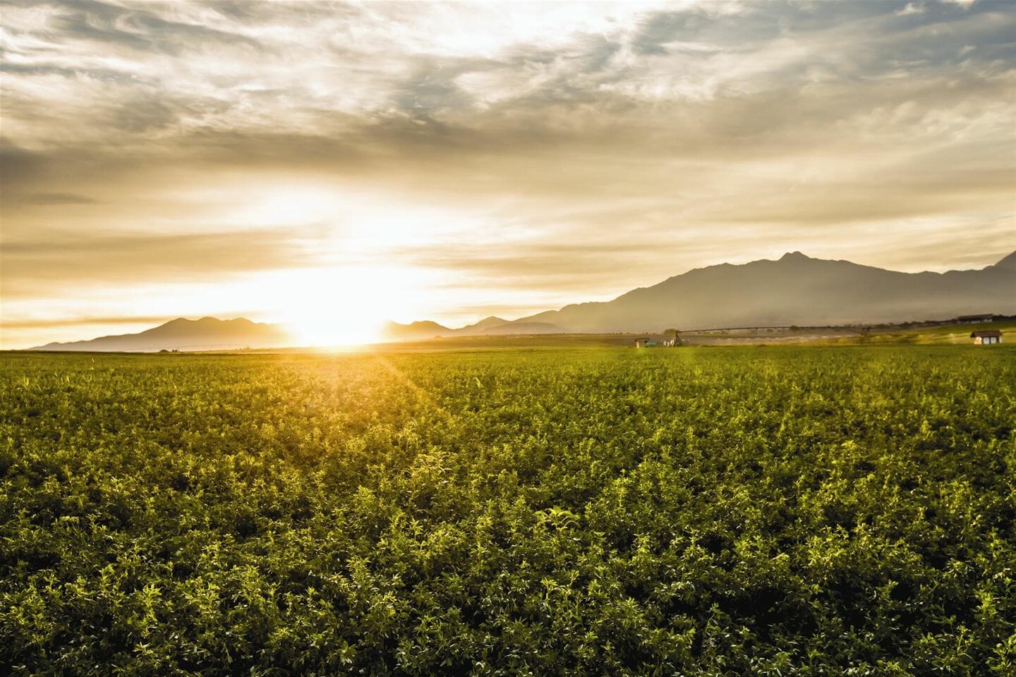 The sun rises on an alfalfa field at Nutrilite's Rancho El Petacal. Our farm in southwestern Mexico has an ideal growing climate with plenty of sunshine and rainfall - the perfect conditions for growing nutrient-rich plants for existing Nutrilite products, and for growing test plots for research.