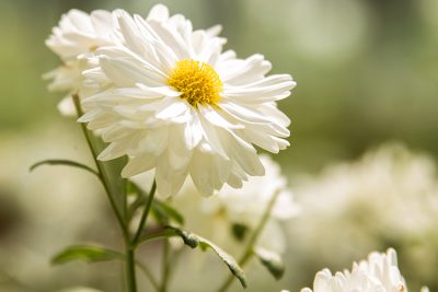 Single Chrysanthemum