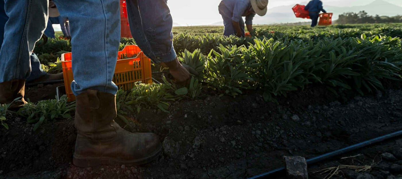 Harvesting local crops at and Amway owned Brazil farm