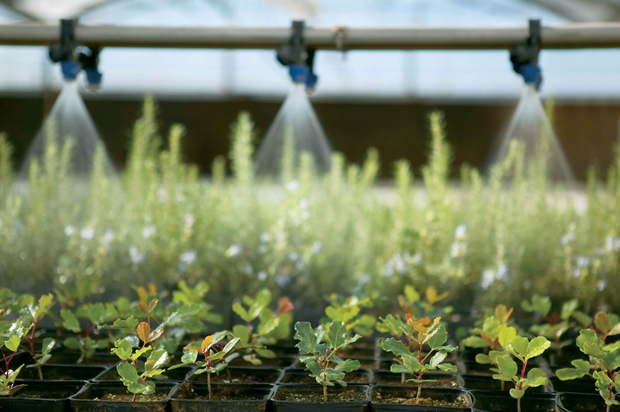 Trays of seedlings are watered in a greenhouse at Lakeview farms. Keith Randolph, Amway's long-time researcher on the connections between human health benefits and plant foods, advocates for better methods to understand why global fruit and vegetable consumption remains so low and how to address the problem more effectively.