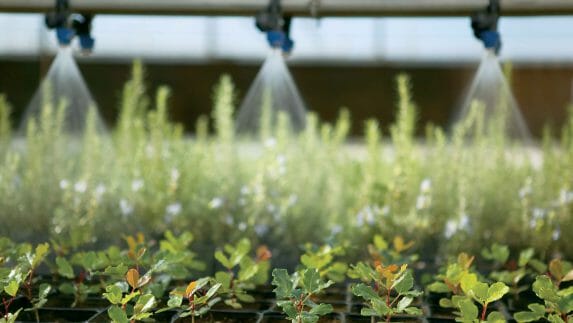 Trays of seedlings are watered in a greenhouse at Lakeview farms. Keith Randolph, Amway's long-time researcher on the connections between human health benefits and plant foods, advocates for better methods to understand why global fruit and vegetable consumption remains so low and how to address the problem more effectively.