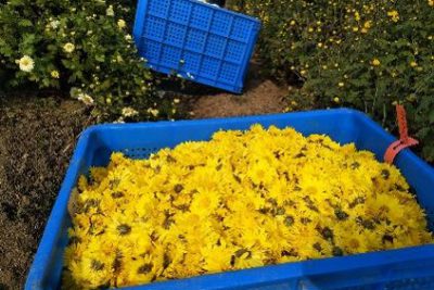 Chrysanthemums in blue bin