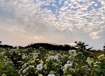 Chrysanthemums in a field