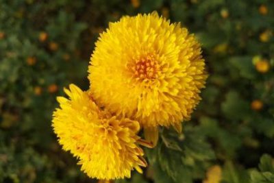 2 Chrysanthemums