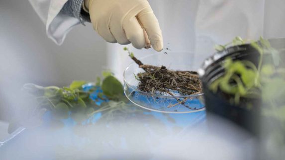 Scientist working with roots and leaves