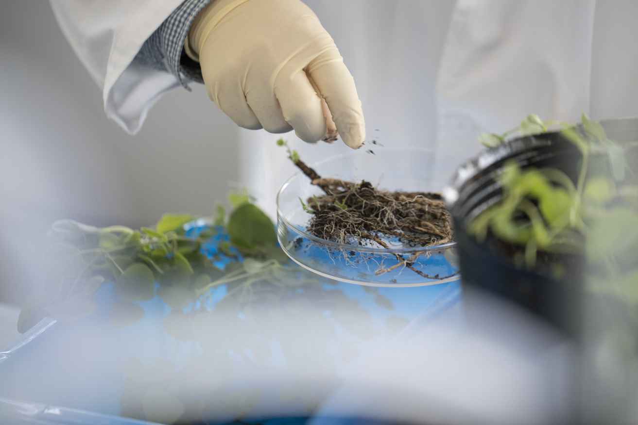 Scientist working with roots and leaves