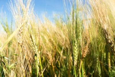 Wheat field