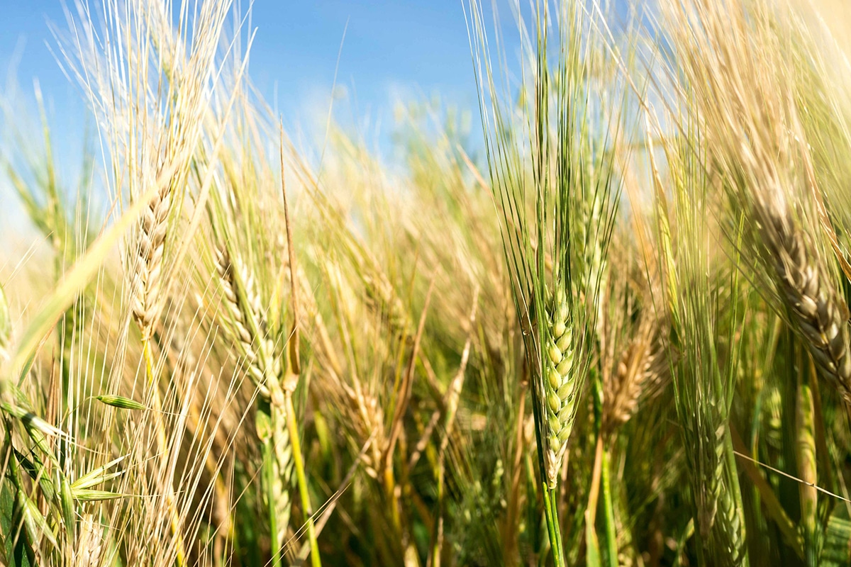 Wheat field