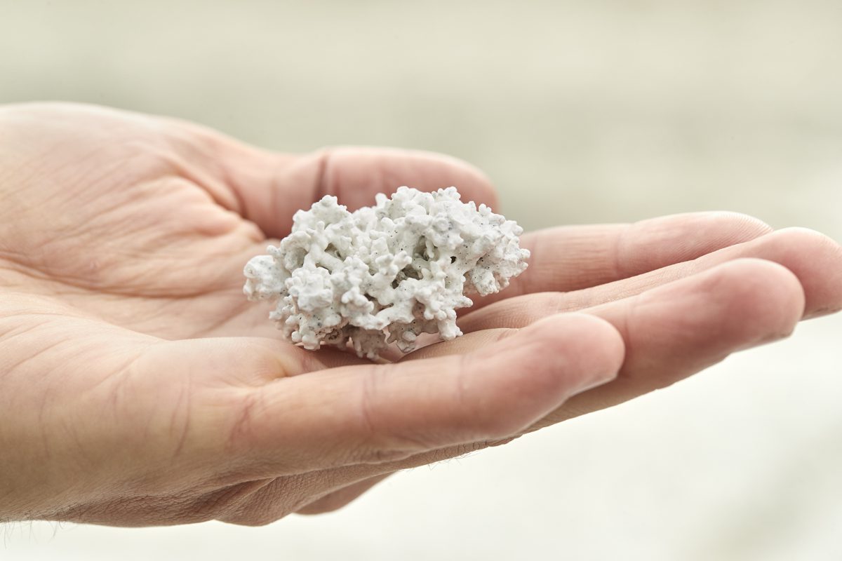 A hand holding cleaned calcified seaweed