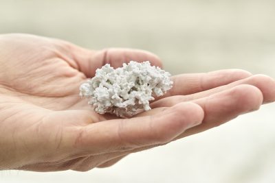 A hand holding cleaned calcified seaweed