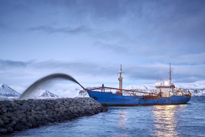 Calcium for Amway Nutrilite Cal Mag D is obtained by harvesting coralline red algae from a fjord in Iceland.