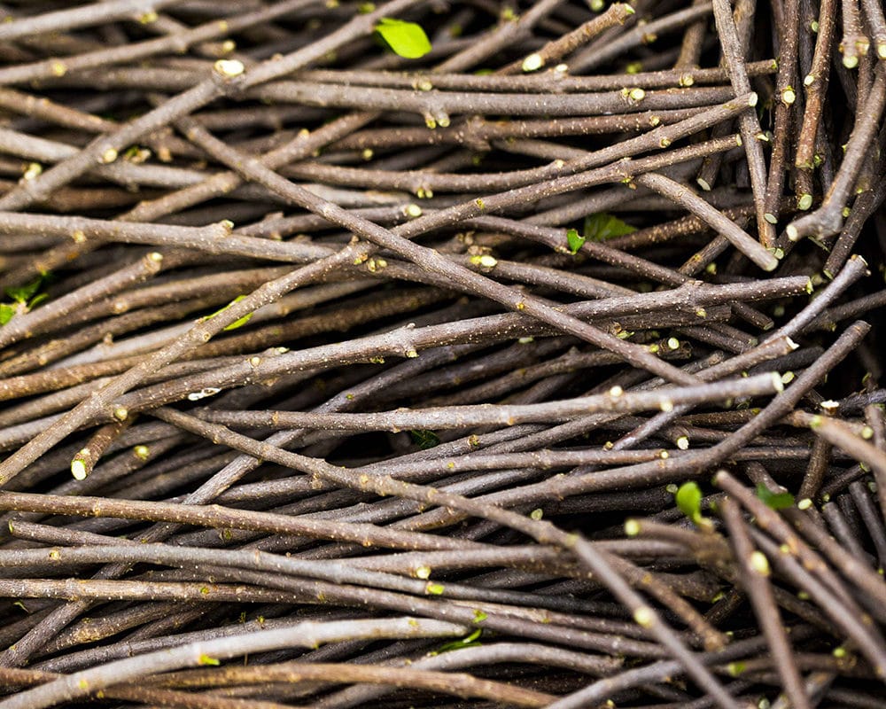 A pile of twigs