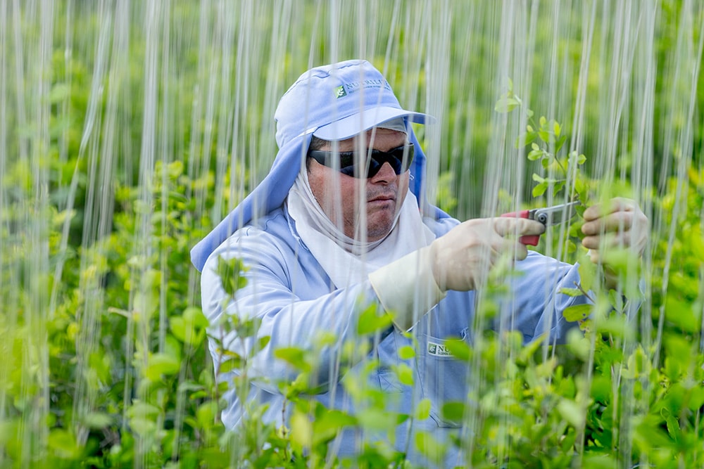 Man trims acerola cherry plants