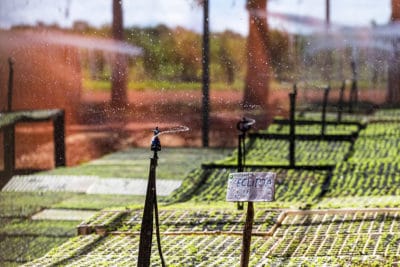 Sprinklers watering an acerola cherry nursery