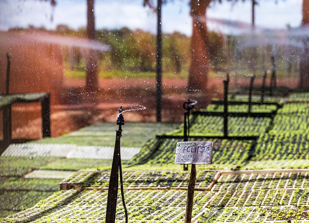 Sprinklers watering an acerola cherry nursery