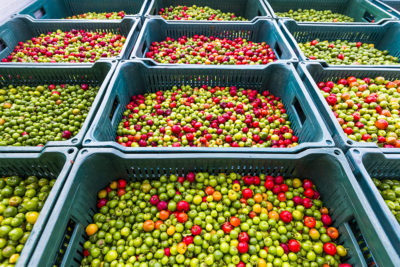 Large bins of acerola cherries