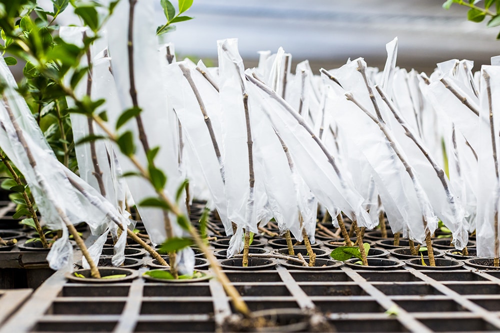 Grafting acerola cherries