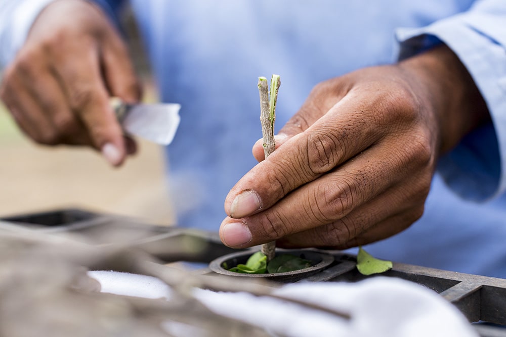 A man splits a twig with a knife.