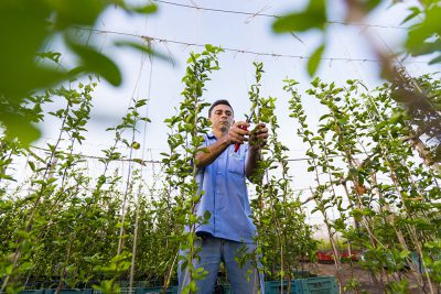 Grafting acerola cherries