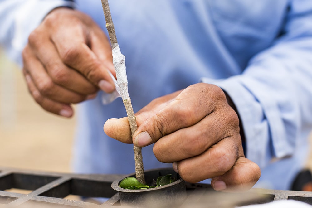 Grafting acerola cherries