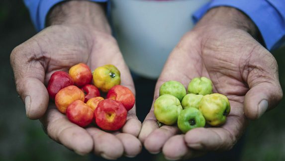 Hands holding acerola cherries