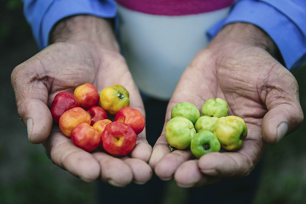 Hands holding acerola cherries