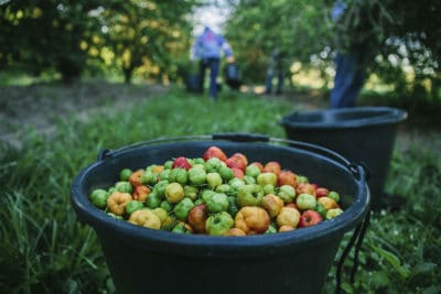 Bucket of acerola cherries