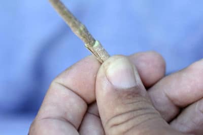 Hand holding a sliced twig