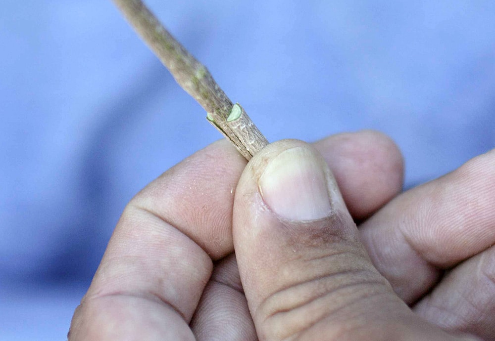 Hand holding a sliced twig