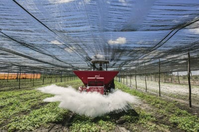 Acerola cherries being fertilized