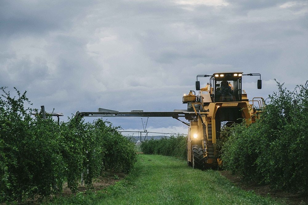 A tractor harvesting acerola cherries