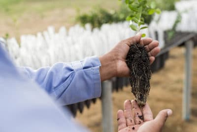 A man holds an acerola seedling.