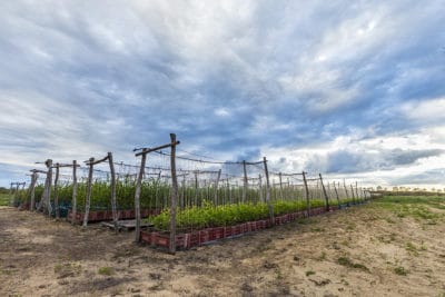 Acerola cherry nursery