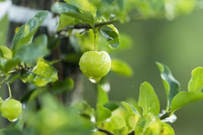 Acerola cherry hanging from a plant with water dripping off of it