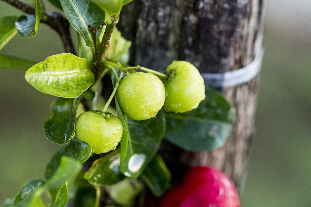 Green acerola cherries hanging off the plant