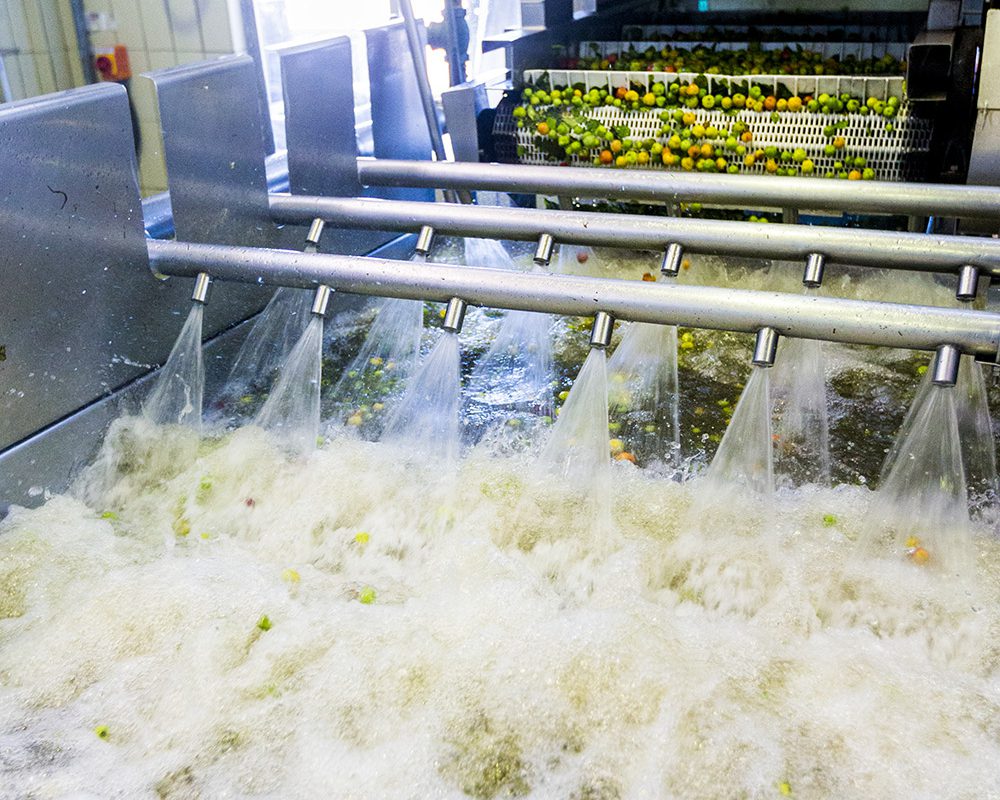 Acerola cherries are run through and sprayed with water during processing