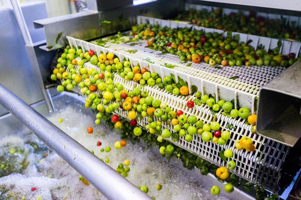 Acerola cherries being processed in a large machine