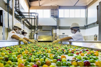 Workers handle acerola cherries on a conveyor belt at the processing plant.