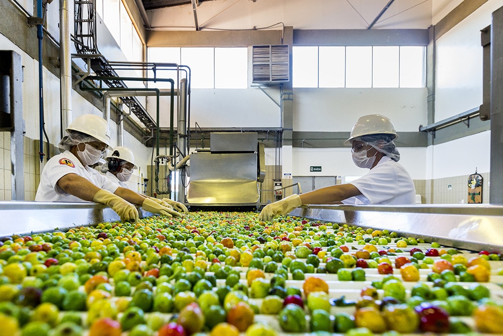 Workers handle acerola cherries on a conveyor belt at the processing plant.