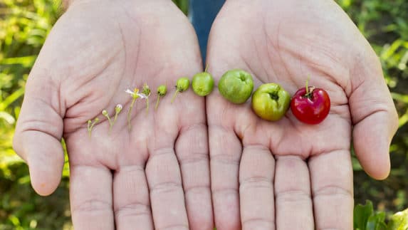 Nutrilite Stories Brazil Farm - R&D - stages of acerola cherries