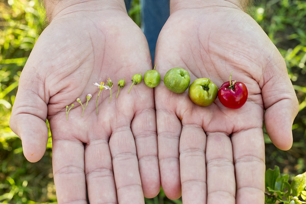 Nutrilite Stories Brazil Farm - R&D - stages of acerola cherries