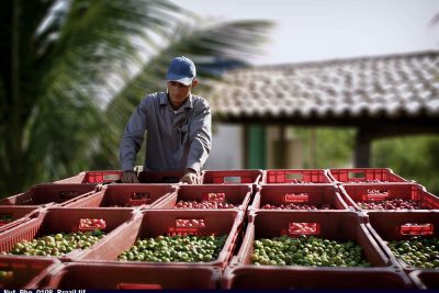 Man working with large baskets of red and green acerola cherries