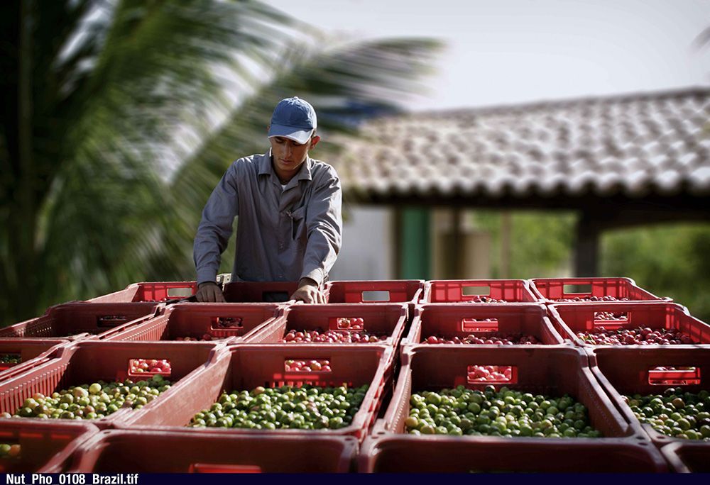 Man working with large baskets of red and green acerola cherries