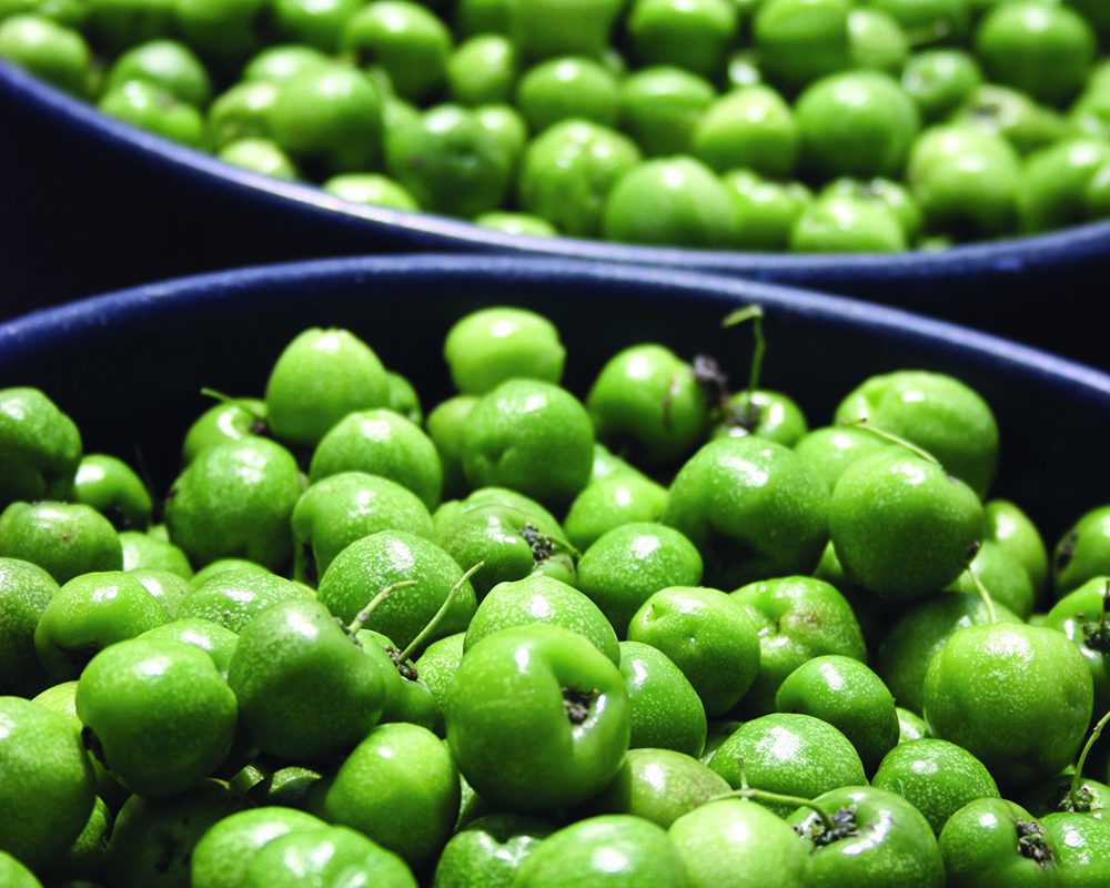 Close up of buckets of acerola cherries at Trout Lake Farm.