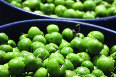 Close up of buckets of acerola cherries at Trout Lake Farm.