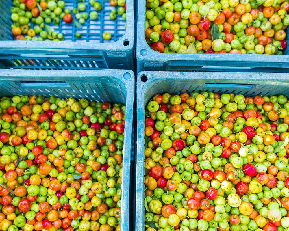 Four large baskets of acerola cherries